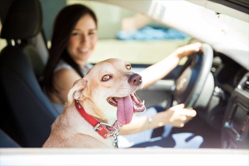 ペットとドライブを楽しむなら、返却不要のリースプランがおすすめ！