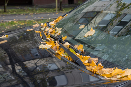 車のエアコンから臭いにおいがしている原因として、外気導入口が落ち葉で覆われている画像
